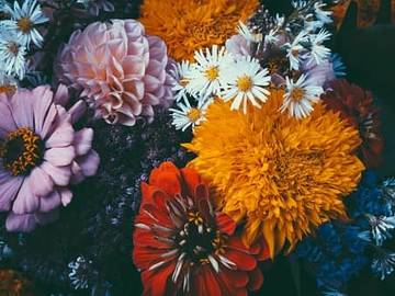 bright flowers on dark leaf background